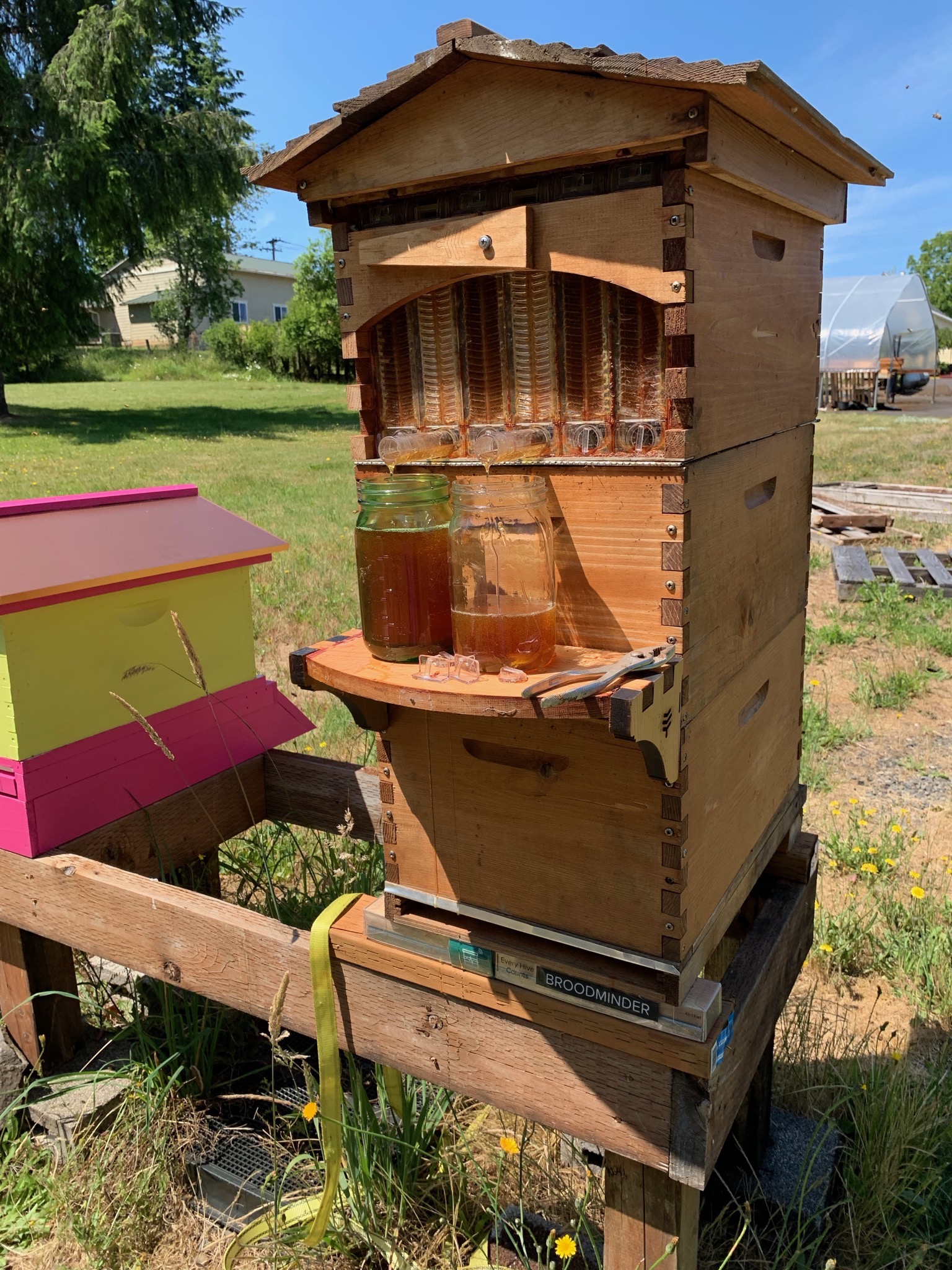 Bees: new hive, Flow harvest – Yellow Cottage Homestead