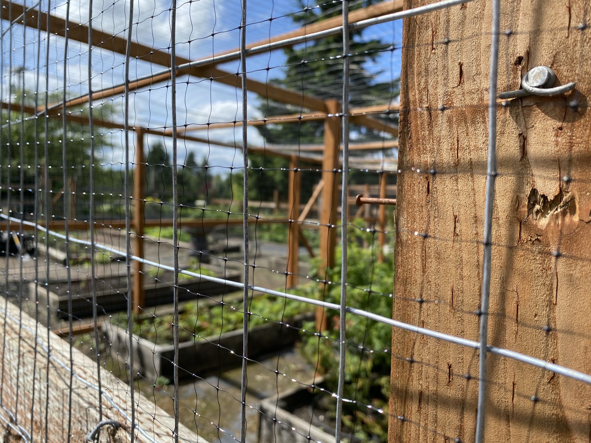 Berry cage bird netting – Yellow Cottage Homestead