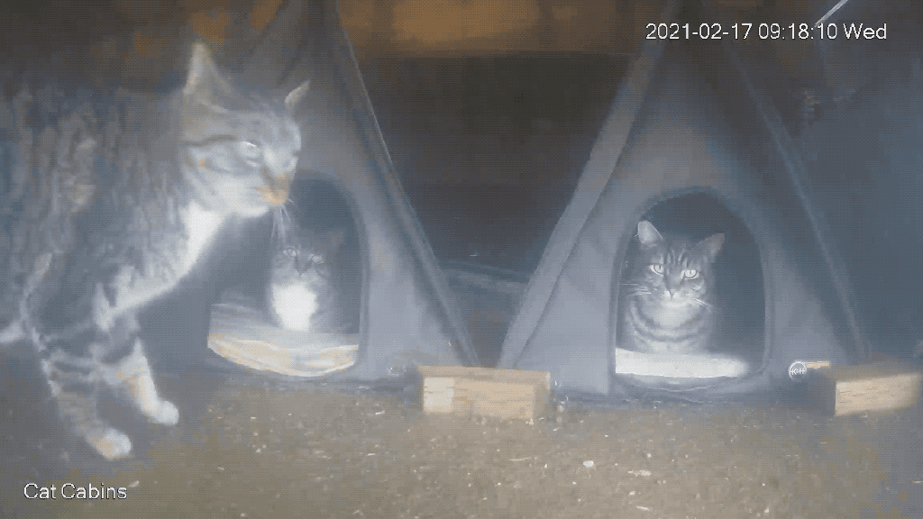 GIF of Poppy, Porcini, Spud, Bella