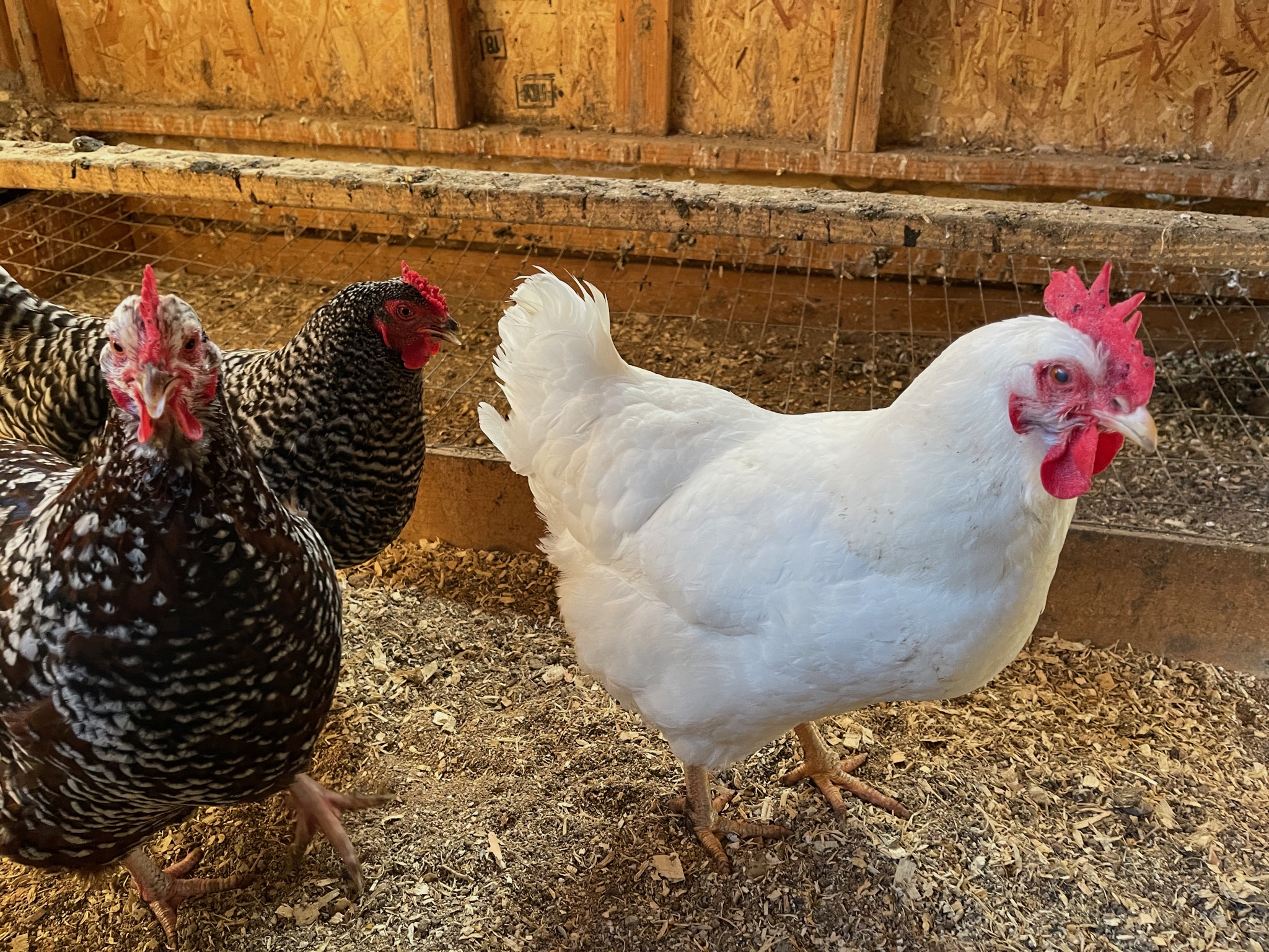 Chickens
