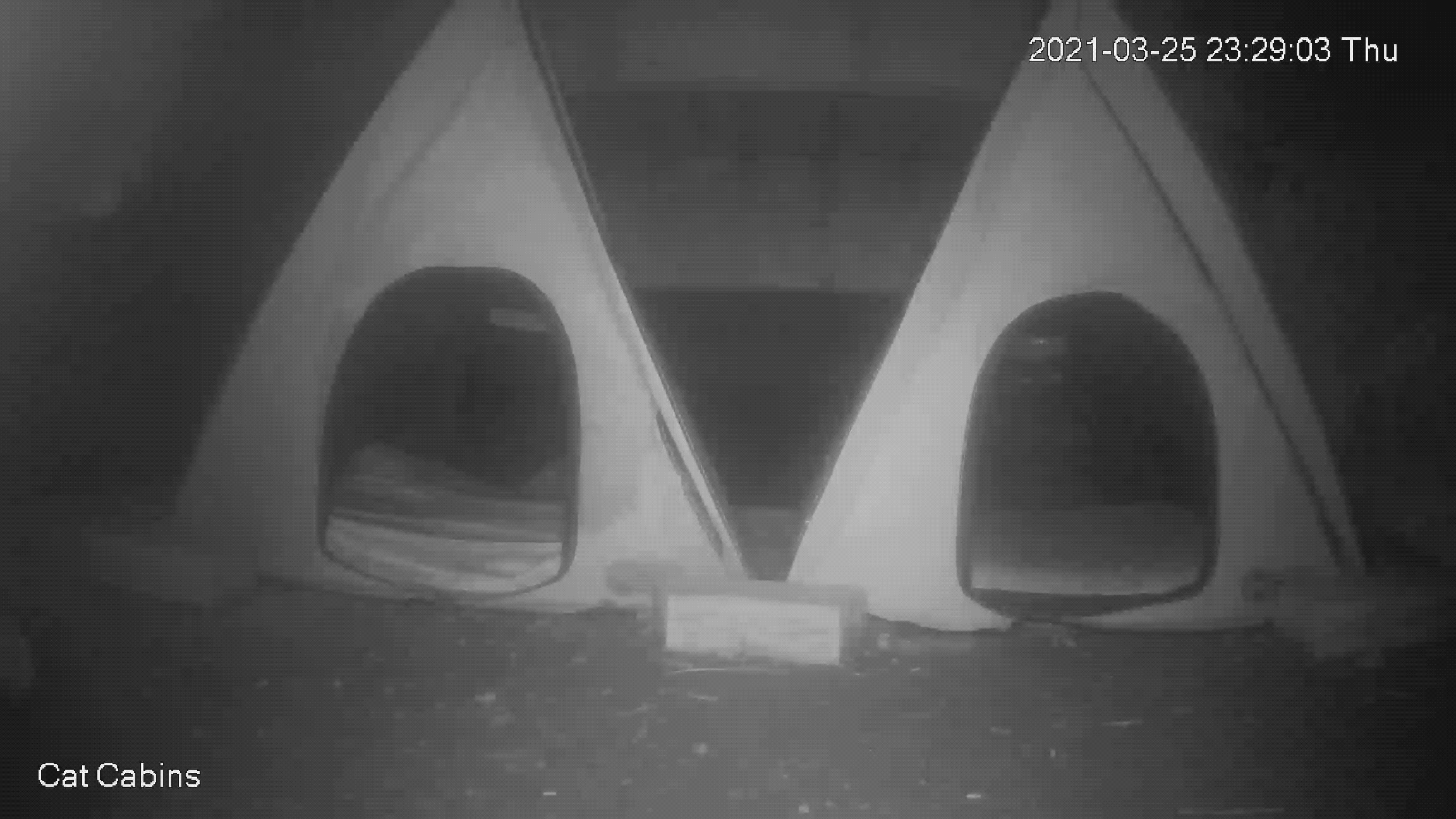Bobcat GIF