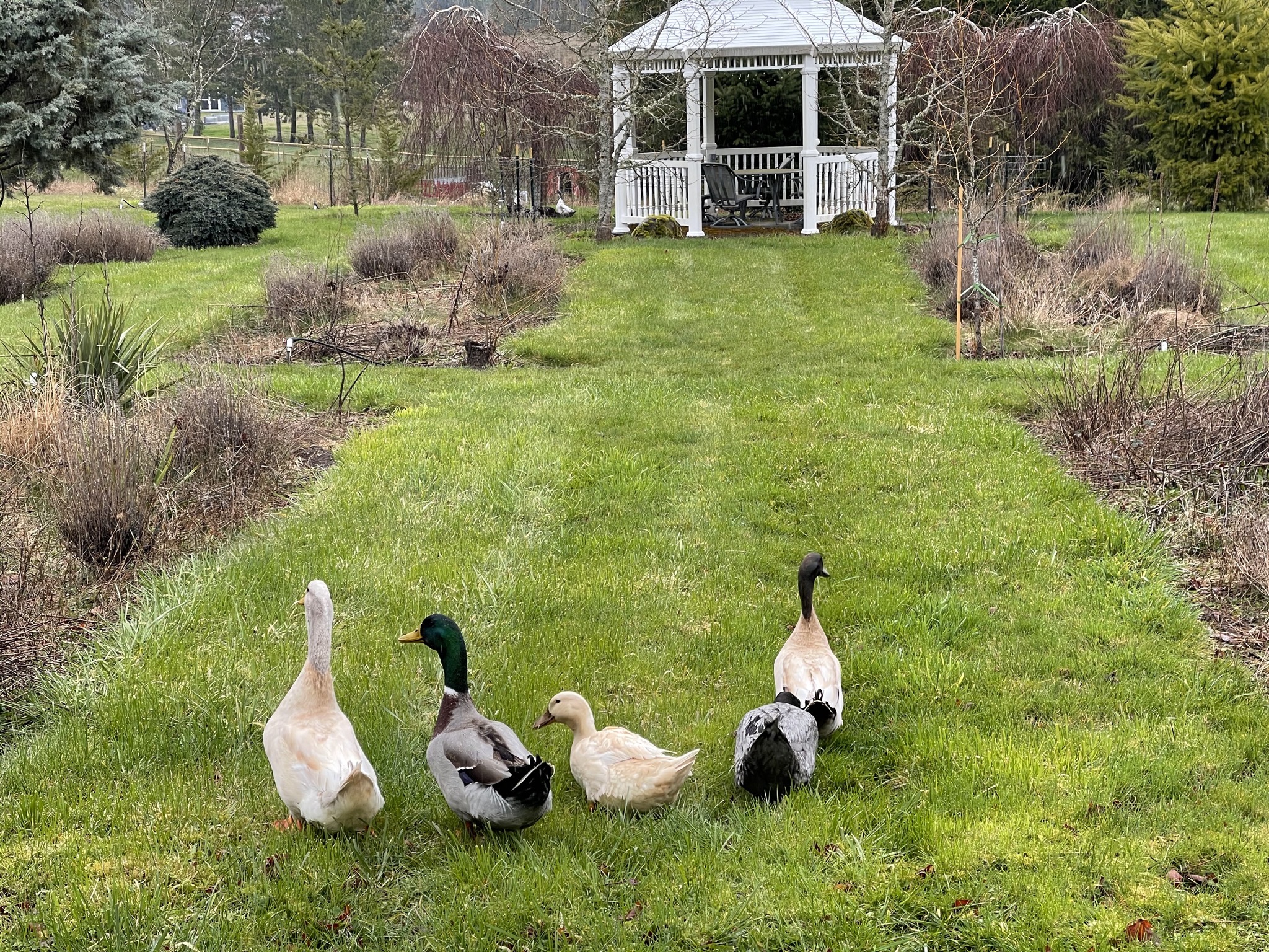 Ducks amongst the flowerbeds